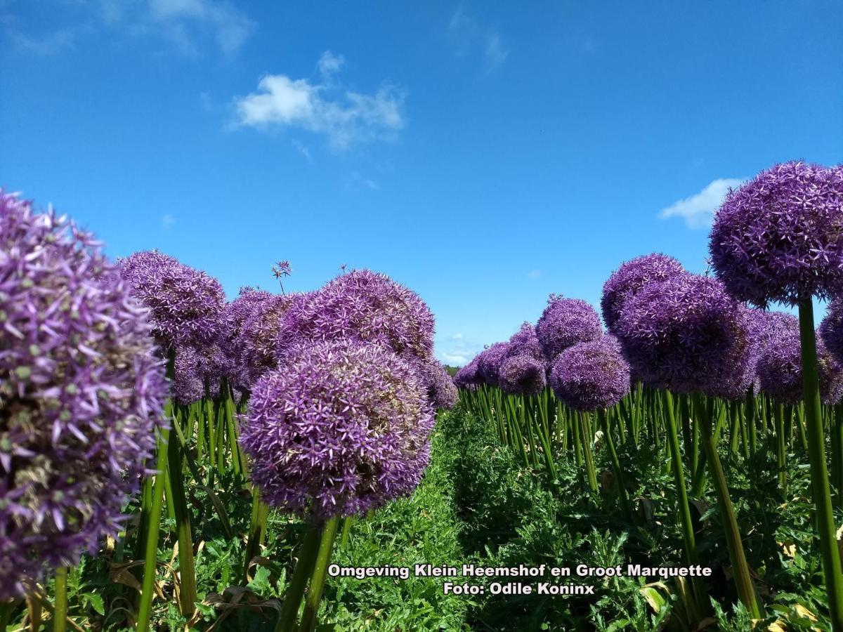 Warmenhuizen Klein Heemshof - Noord Holland Aan Uw Voeten מראה חיצוני תמונה